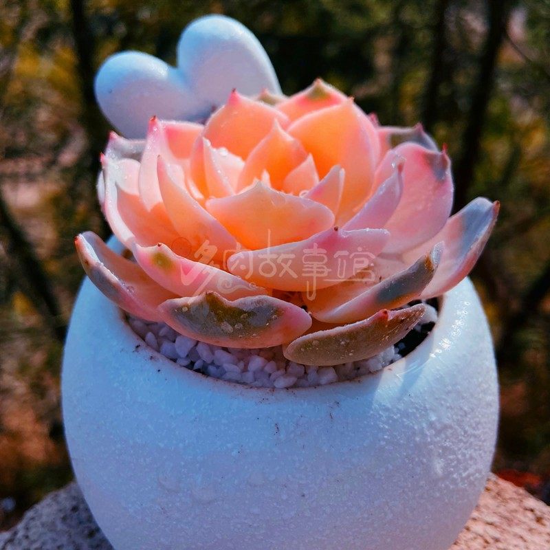 多肉植物 彩色蓝石莲 皮氏石莲锦桌面阳台美观花卉颜色艳丽