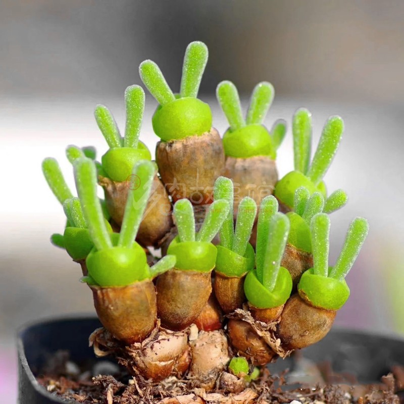 多肉植物碧光环小兔子稀少品种