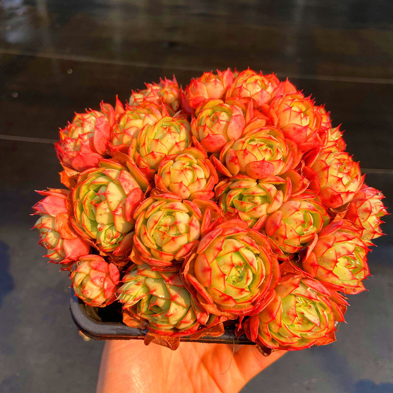 多肉植物爱火群 火焰红颜色艳丽品相佳云南直发庭院阳台吸甲醛