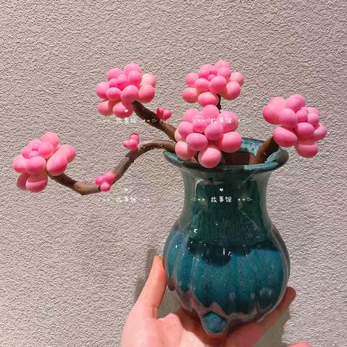 桃蛋粉红色饱满进口盆栽多肉植物