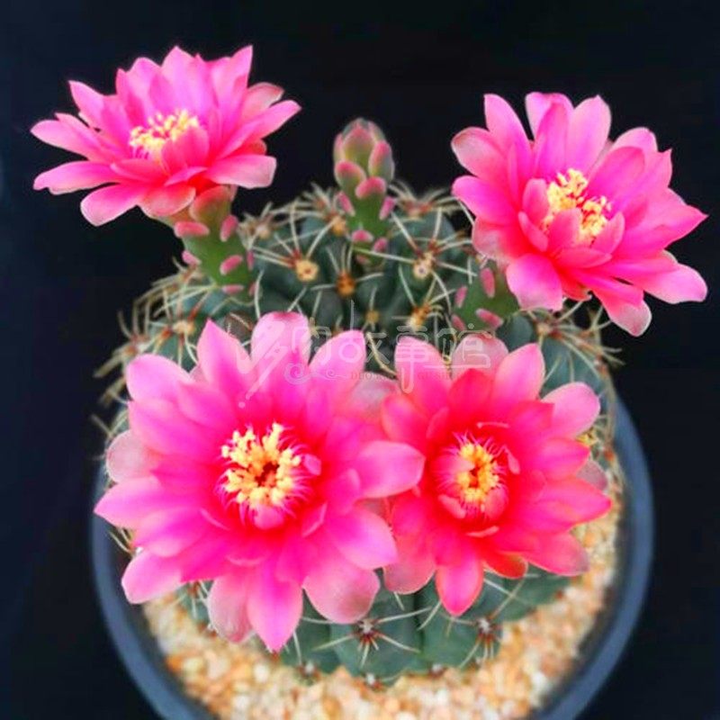 多肉植物仙人球绯花玉 花色随机阳台庭院吸甲醛防辐射不带花苞