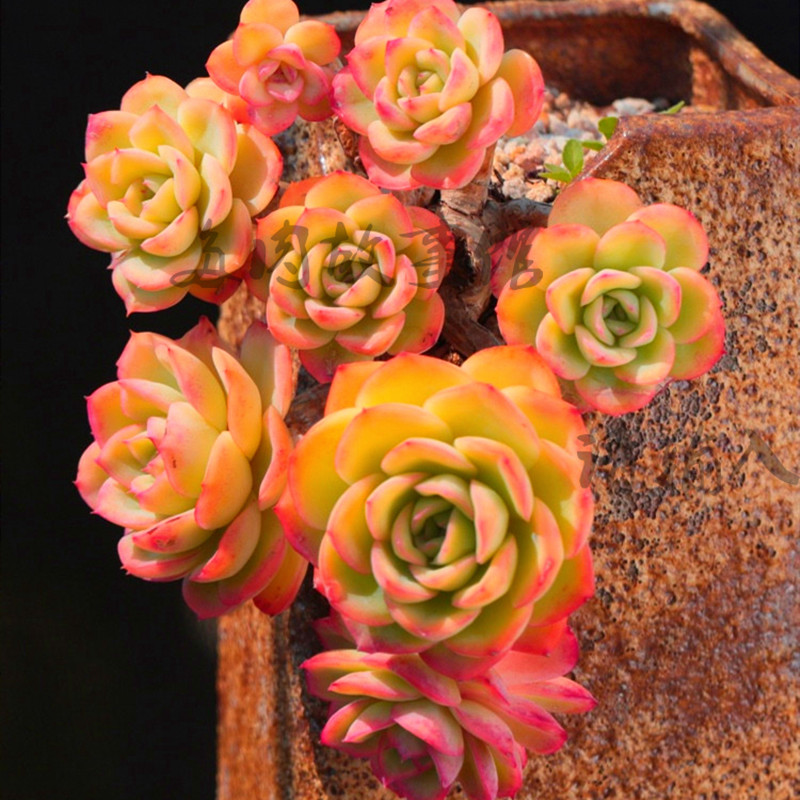 晨露 多肉植物含盆土发阳台庭院四季好养萌肉防辐射花卉盆景