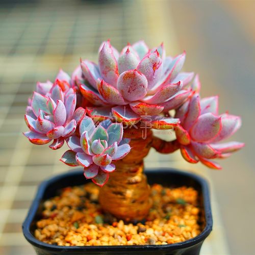 赫拉5年老桩整装无砍群生
