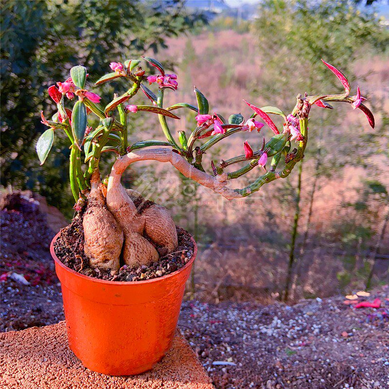 多肉植物人参大戟 带块根吸甲醛防辐射高端精品花卉盆栽稀有豪华