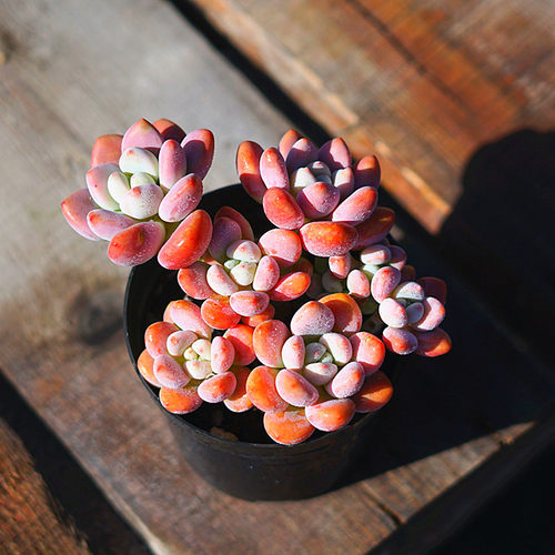 多肉植物果冻红洛神云南直发