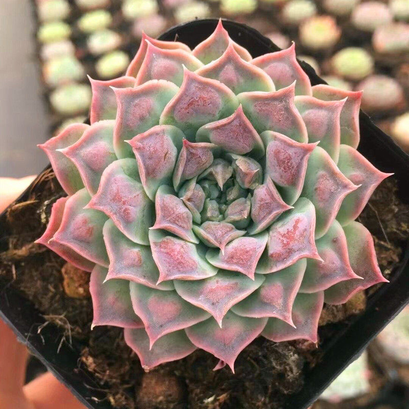 多肉植物墨西哥之泪 万宝路海冰瘤雨滴防辐射老桩盆景花卉盆栽室