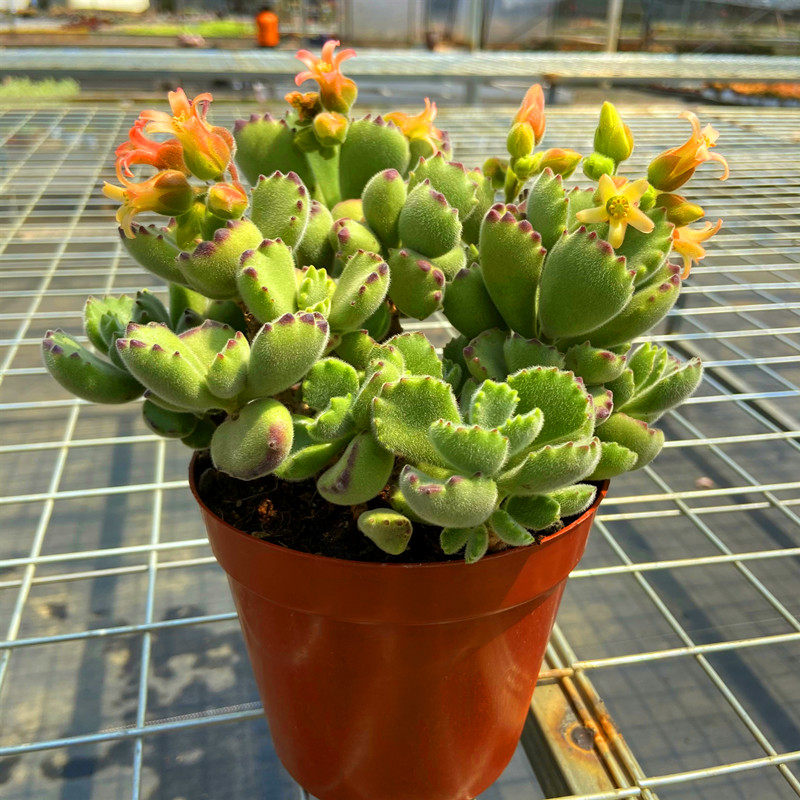 多肉植物熊童子老桩春季开花将开花小熊爪非常可爱状态佳云南直发