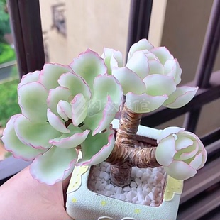 多肉植物 伯克利锦老桩稀少高端贵货自然锦颜色独特带盆栽好美观