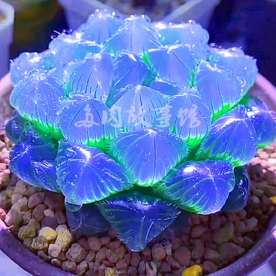 桌面室内易养殖净化空气透