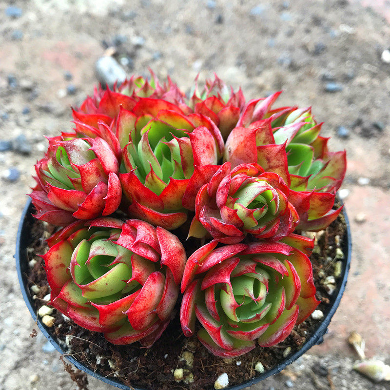 多肉故事馆/多肉植物【央金群】带塑料盆栽好/防辐射精品.