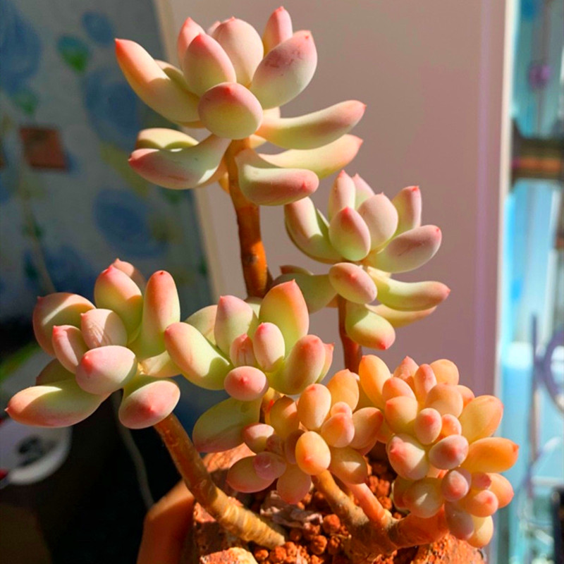 稻田姬美人 日月美人带杆子小老桩精品肉肉窗台老桩花卉盆栽庭院