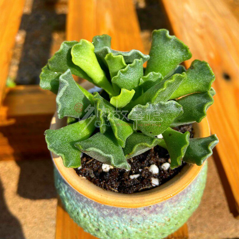 多肉植物神想曲 带盆栽好桌面室内绿植净化空气美观新手好养