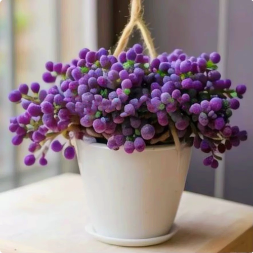 紫葡萄吊兰带盆栽花卉绿植