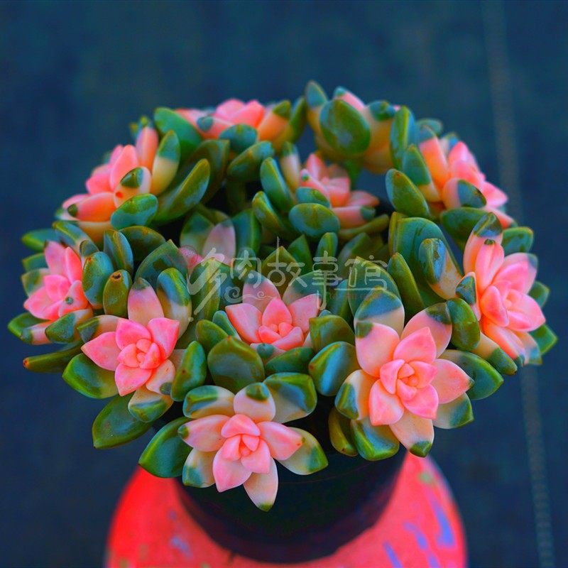 多肉植物 粉色淡雪大颗多头老桩 带盆栽好会开花易服盆好养殖