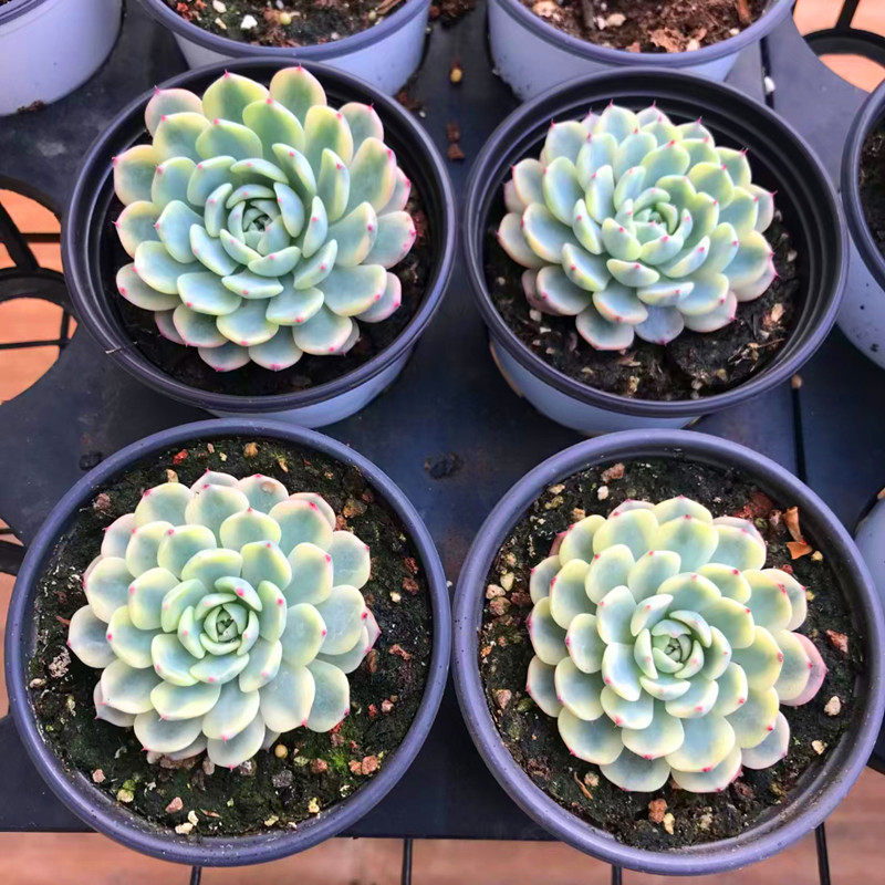 多肉植物 白姬莲锦蓝姬莲锦自然锦奇趣高端精品花卉盆栽云南基地