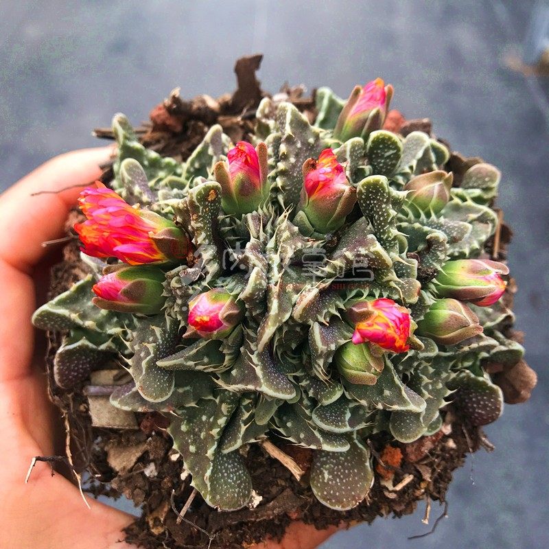 多肉植物 狂澜怒涛怪物奇趣进口品种盆栽花卉阳台庭院楼顶云南发