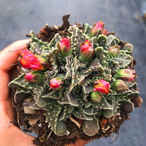多肉植物满额包邮多肉故事馆奇趣