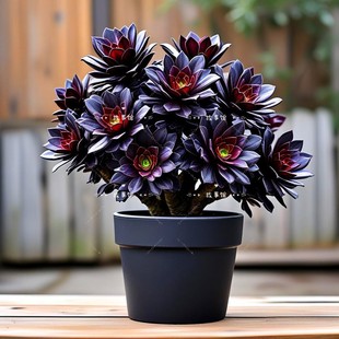 多肉植物 魅金玫瑰大叶法师老桩带盆栽好组合盆栽花卉绿植基地发