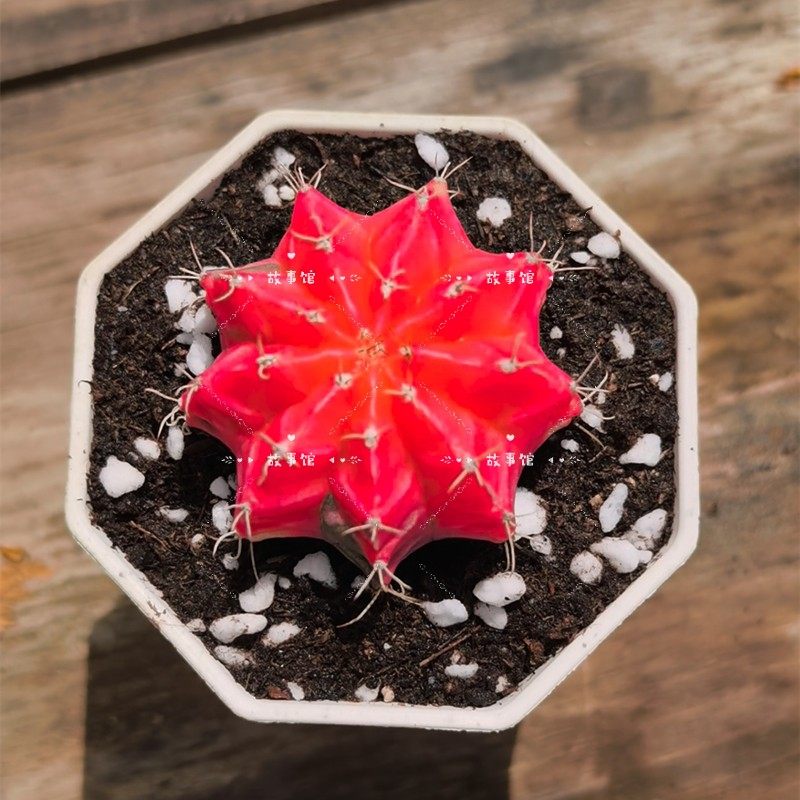 多肉植物 红牡丹锦精品高端云南多肉基地花卉绿植盆栽办公室内,鲜花速递/花卉仿真/绿植园艺,多肉植物,淘宝优惠券,粉丝福利购,淘宝优惠卷
