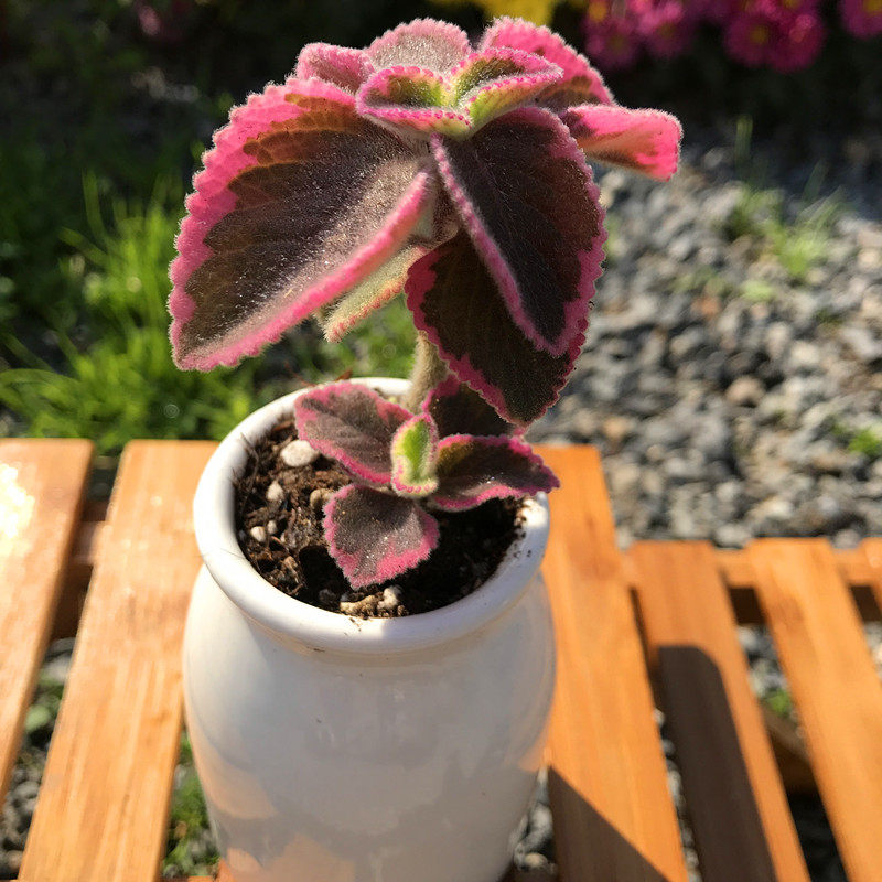 多肉故事馆/多肉植物【碰碰香锦】带塑料盆栽好/防辐射精品.