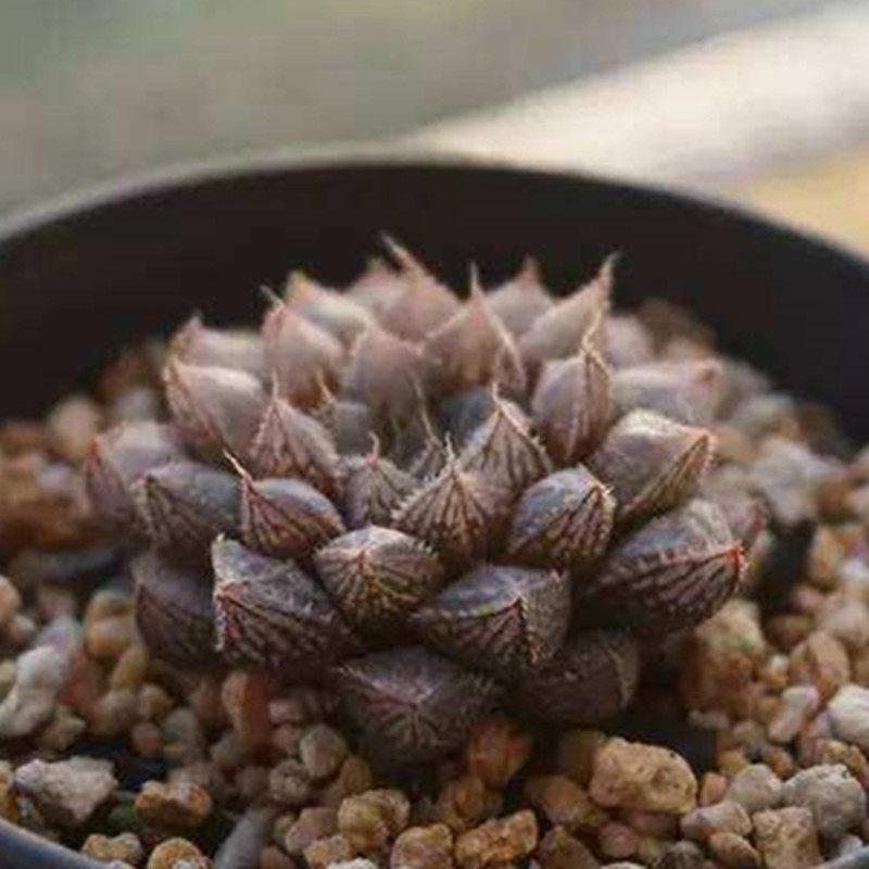 多肉故事馆/多肉植物【大叶楼兰玉露】带盆栽好/十二卷/玉露系