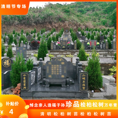 墓地塔松松柏柏树苗塔柏树基地
