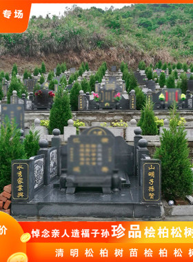 墓地塔松松柏柏树苗塔柏树基地