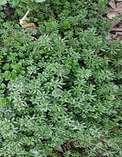 新鲜猪殃殃野地拉拉藤细叶茜草小锯子草爬拉殃八仙草锯耳500g包邮