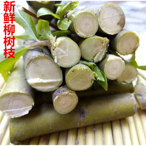 扬州柳树枝柳枝垂柳枝