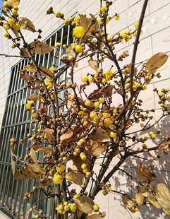 腊梅鲜花枝条腊梅花枝开花插花梅花真花冬季腊梅水养鲜切顺丰包邮