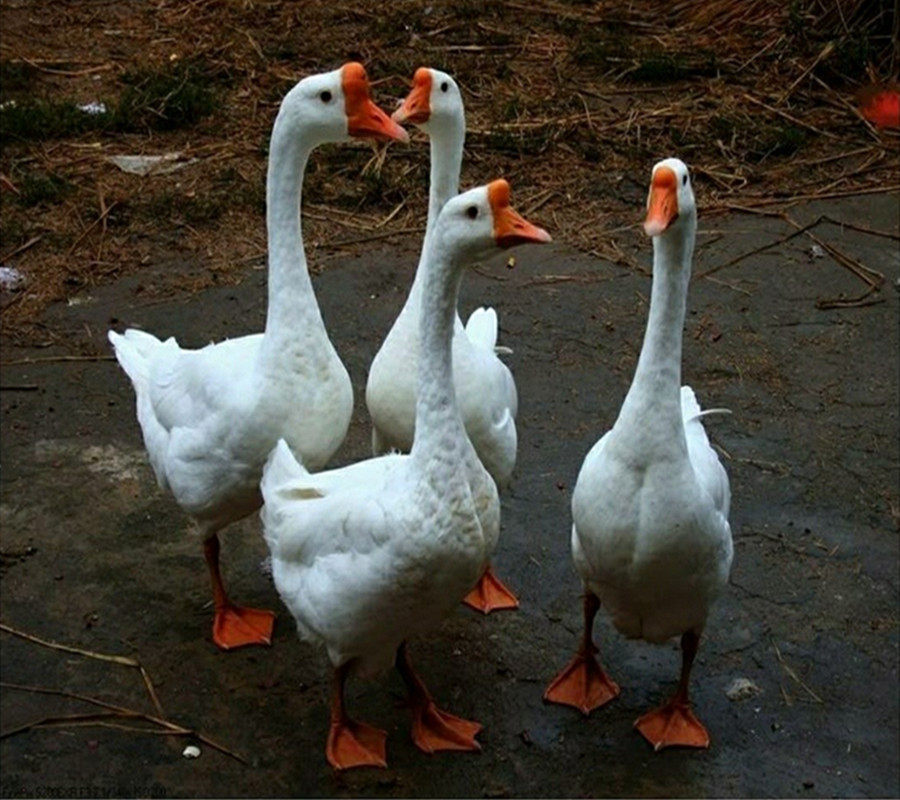 扬州农家散养土鹅 草鹅 生鹅肉 新鲜大鹅现杀鹅肉 大白鹅顺丰包邮