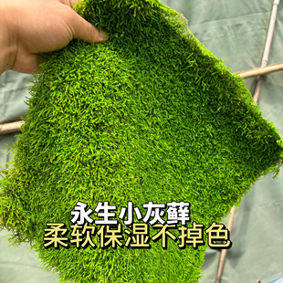 永生小灰藓薄苔藓枯山水铺面苔藓墙不用养护免浇水持久绿色绿苔