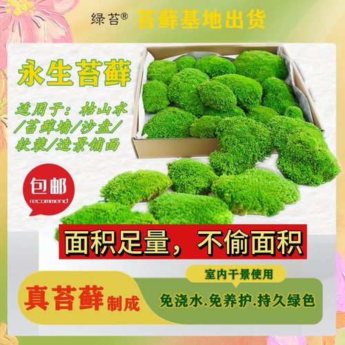 绿苔永生苔藓免浇水养护苔藓
