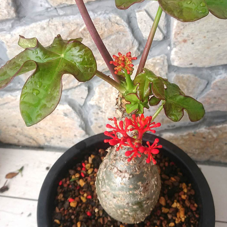 佛肚树 瓶子珊瑚油桐大肚海棠 独株成景四季开花庭院观赏盆栽植物