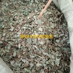 不出林 500克 矮地茶 平地木 叶底珠 叶下红 紫金牛 干品