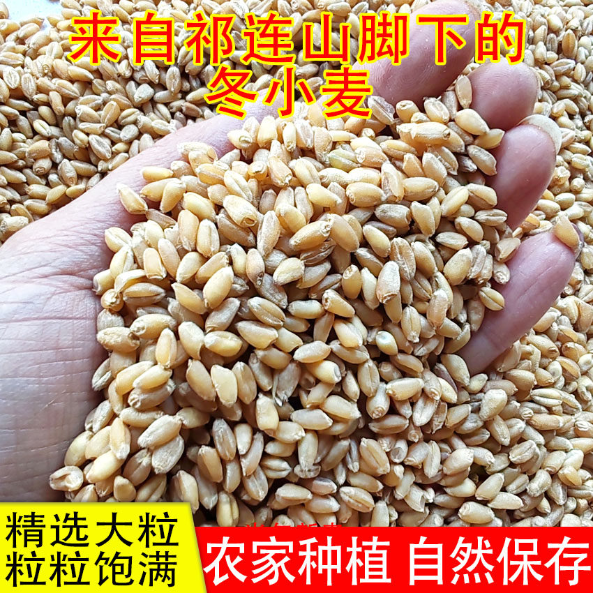 甘肃冬小麦粒带麸皮小麦农家自产带胚芽麦子磨面食用煮粥发芽麦苗