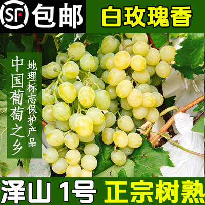 现货山东青岛大泽山白玫瑰香葡萄当季葡萄提子孕妇新鲜水果顺丰