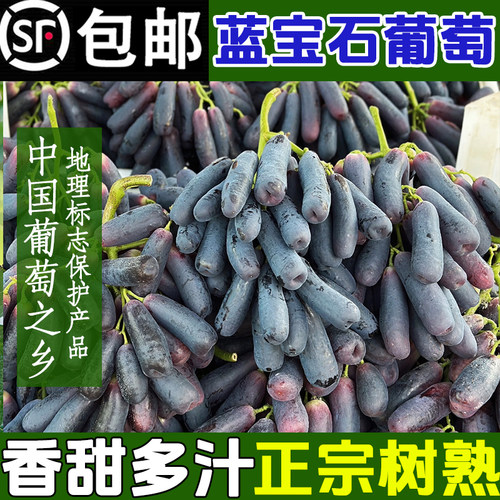 脆甜无籽的蓝宝石葡萄熟了0