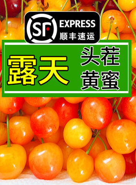 当季稀缺自然成熟黄蜜大樱桃