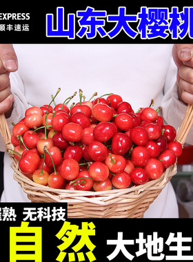 孕妇水果红灯山东大樱桃