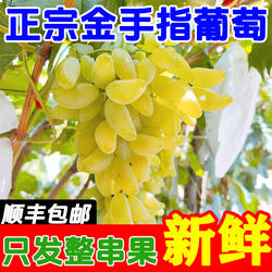 山东金手指葡萄大泽山当季葡萄提子孕妇新鲜水果马奶绿提子美人指