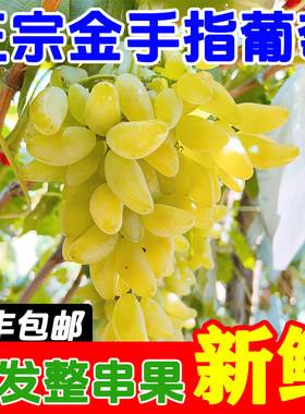 山东金手指葡萄大泽山当季葡萄提子孕妇新鲜水果马奶绿提子美人指