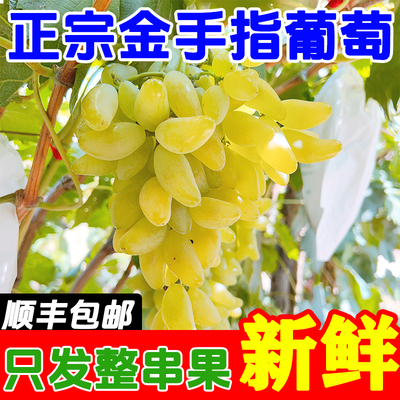 山东金手指葡萄大泽山当季葡萄提子孕妇新鲜水果马奶绿提子美人指