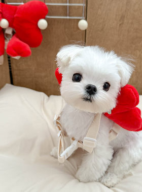 宠物自背包牵引绳胸背带小型犬