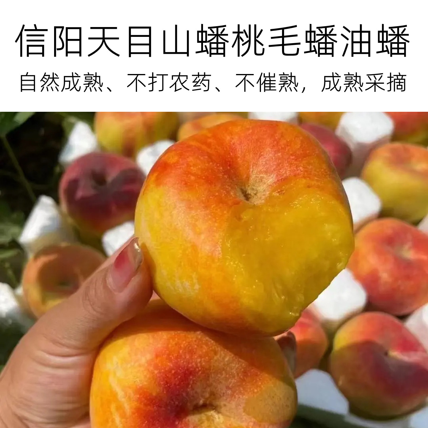 信阳天目山彩虹蟠桃油蟠桃毛蟠桃肉厚蜜甜细腻多汁蜜桃时令水果