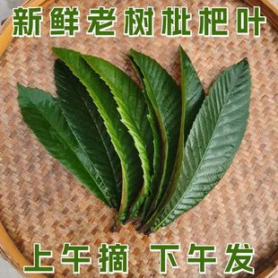 买一送一老树枇杷叶新鲜500g克现摘现发老枇杷树叶泡水枇杷膏原料