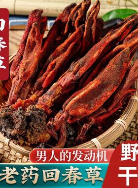 新鲜云南回春草500g官方正品不老草非野生泡酒男性滋补起阳草玛咖