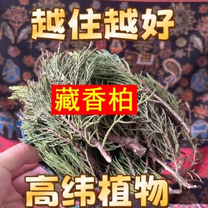 正宗西藏藏香柏枝叶净化空气