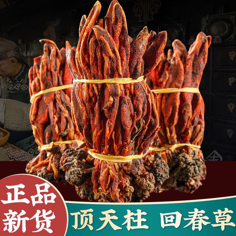 回春草500g克云南深山新货正品顶天柱肉苁蓉泡酒料男不老草泡茶