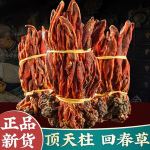 回春草500g克云南深山新货正品顶天柱肉苁蓉泡酒料男不老草泡茶